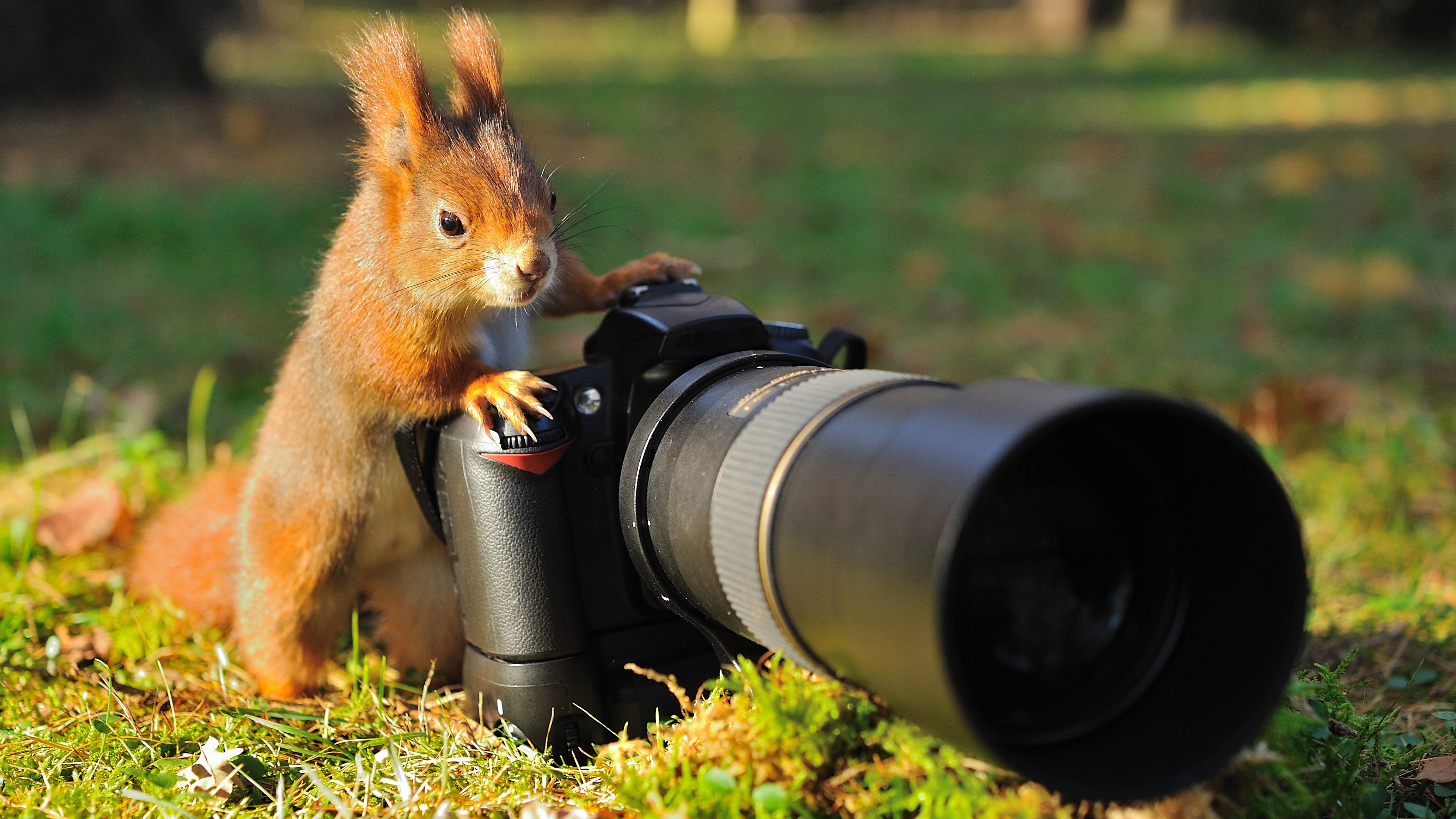 Wildlife photographer using a telephoto lens to maintain ethical distance